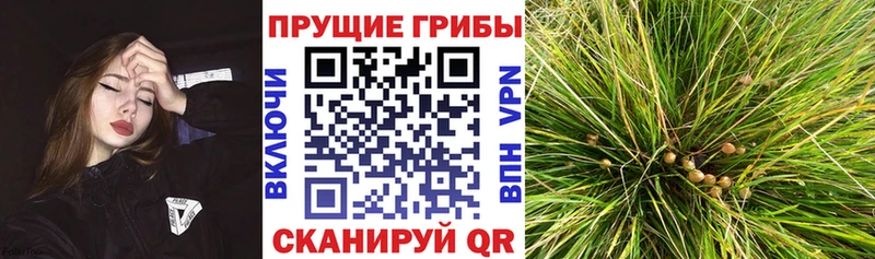 Галлюциногенные грибы Psilocybe Советский